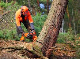 Best Arborist Consultation Services  in Withamsville, OH